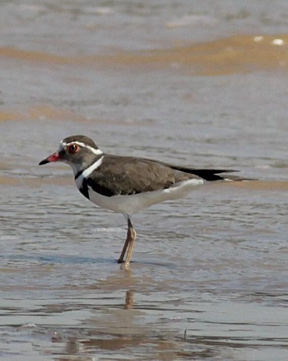 Three-banded Plover Photo by Alex Lamoreaux