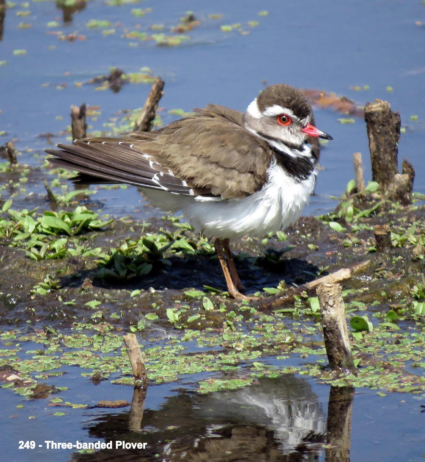 Three-banded Plover Photo by Richard  Lowe