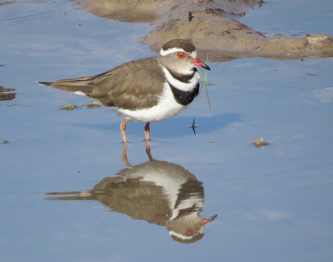 Three-banded Plover Photo by Peter Boesman