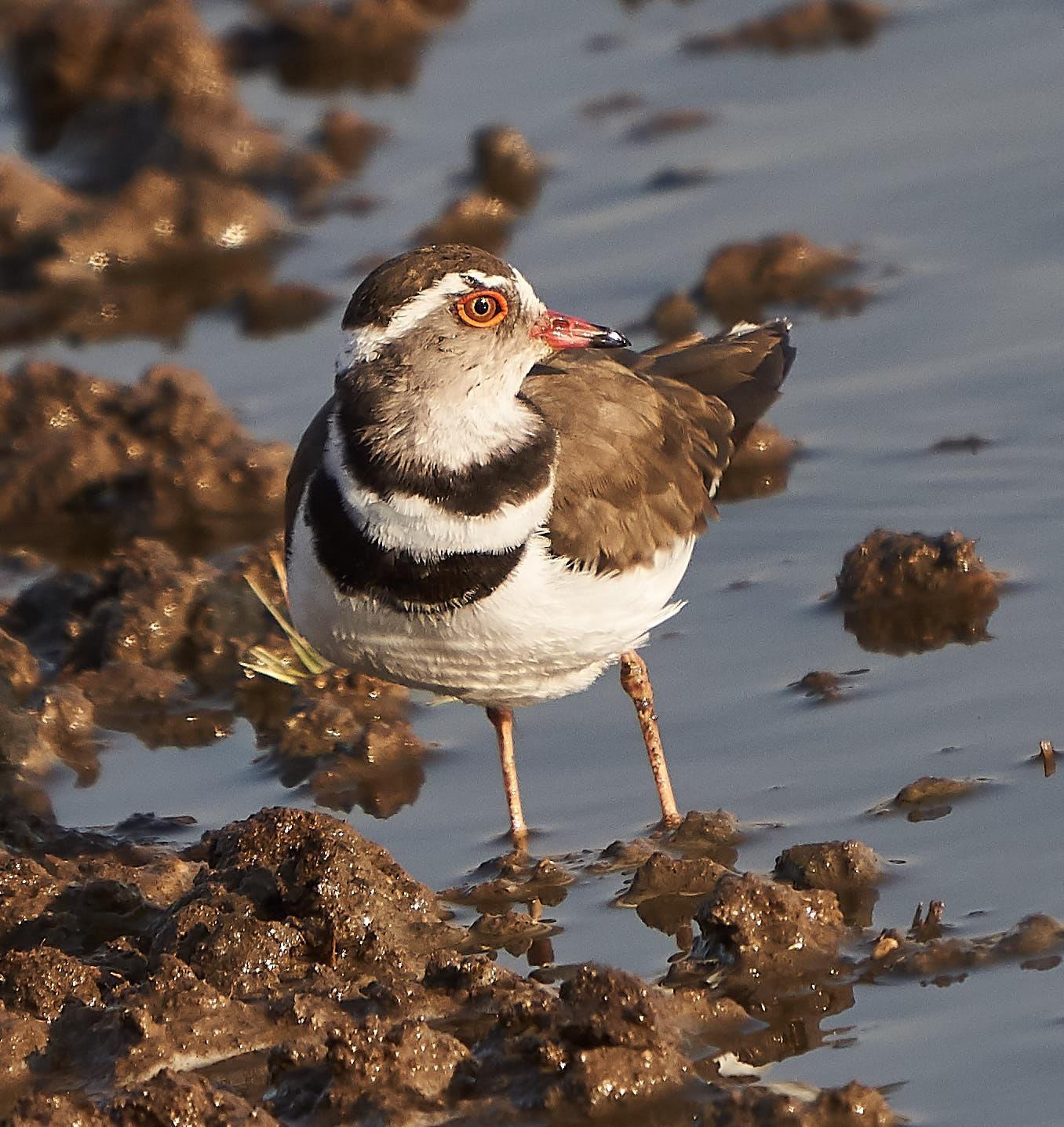 Three-banded Plover Photo by Steven Cheong