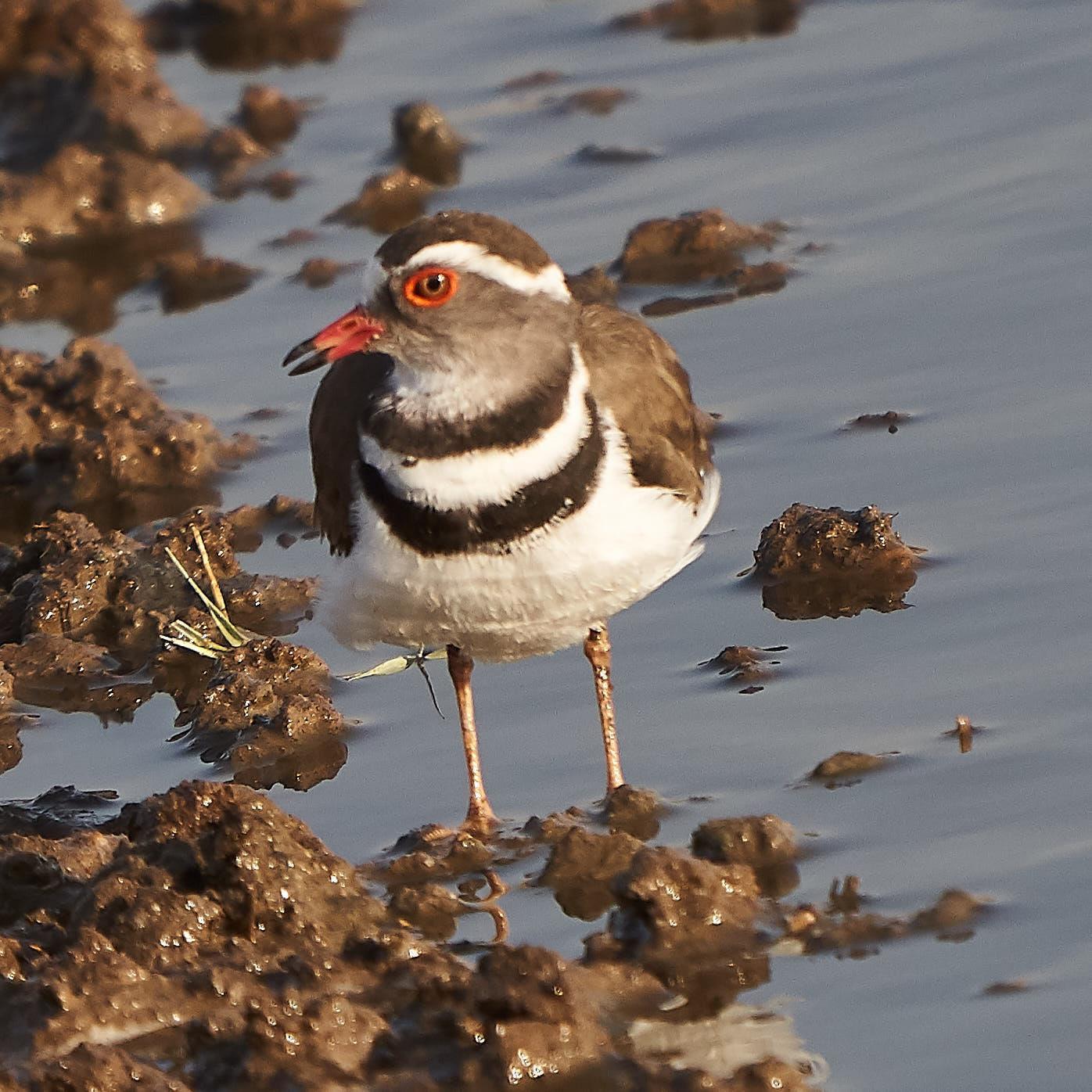 Three-banded Plover Photo by Steven Cheong