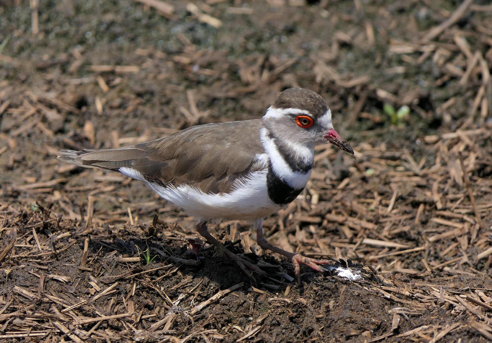 Three-banded Plover Photo by Randy Siebert
