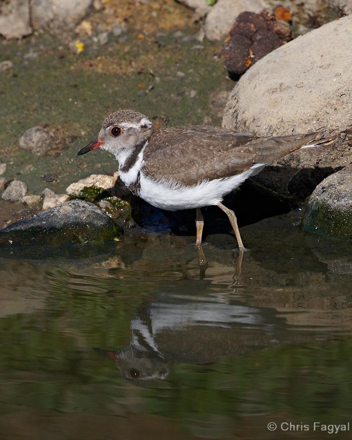 Three-banded Plover Photo by Chris Fagyal