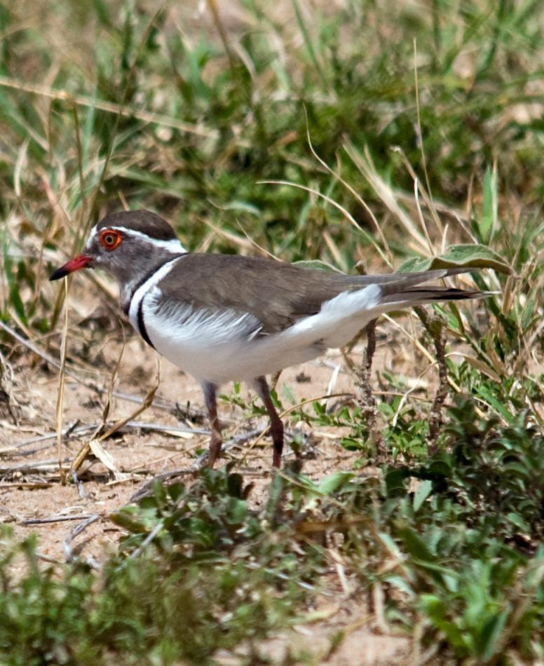 Three-banded Plover Photo by Carol Foil