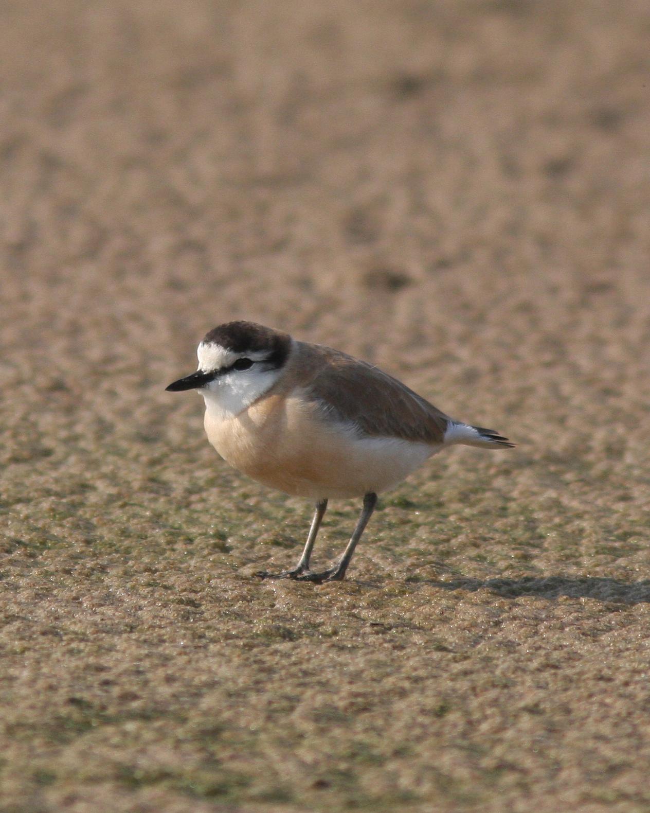 White-fronted Plover Photo by Henk Baptist