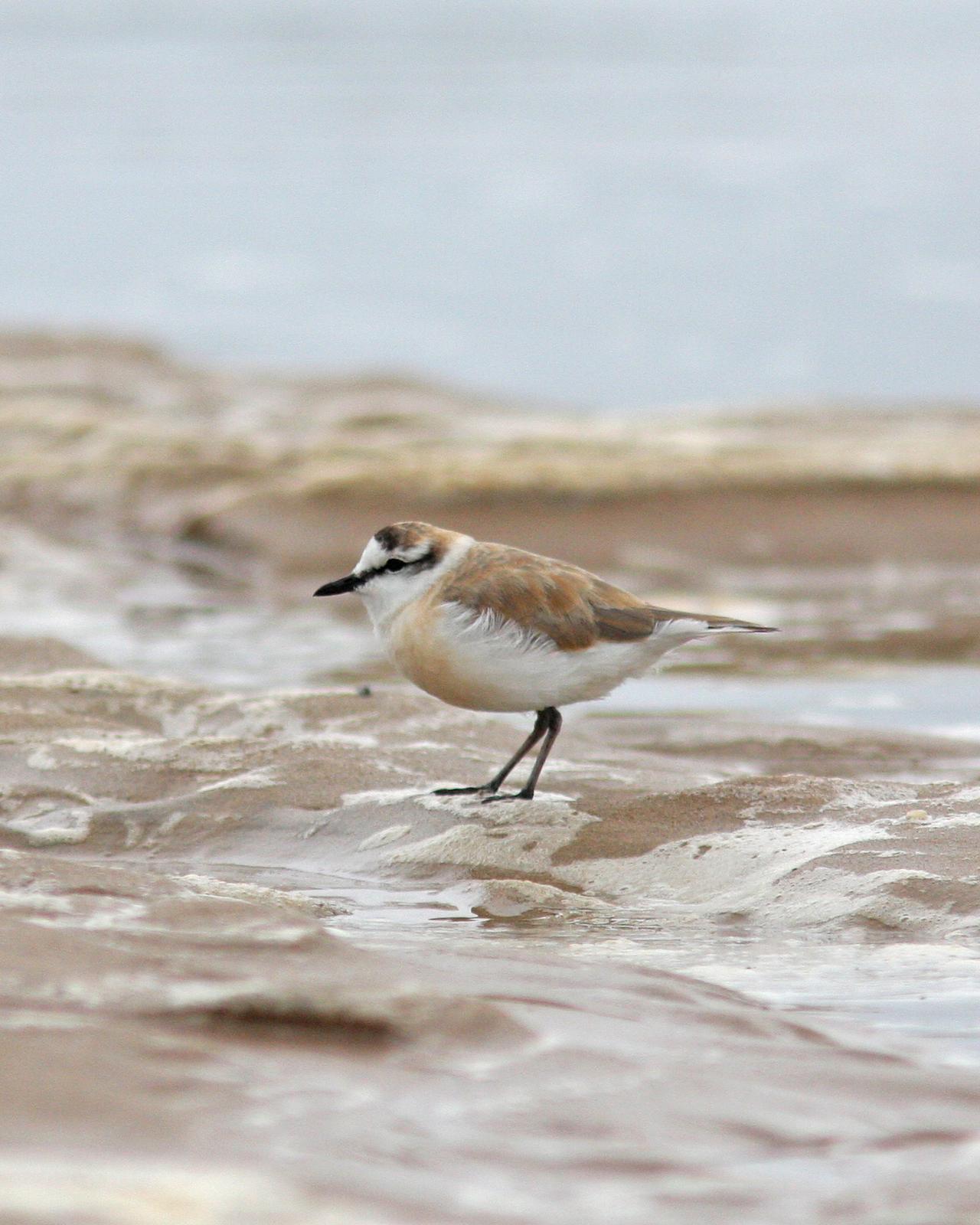 White-fronted Plover Photo by Henk Baptist