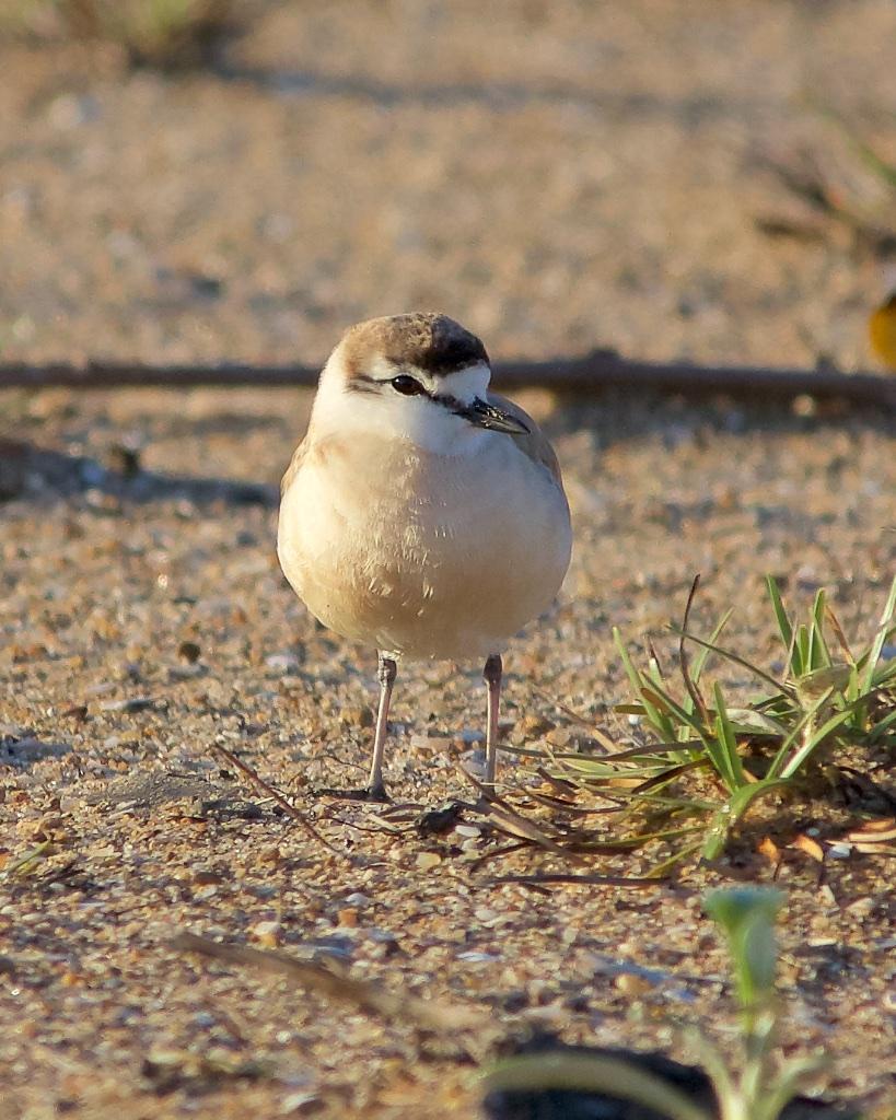 White-fronted Plover Photo by Denis Rivard