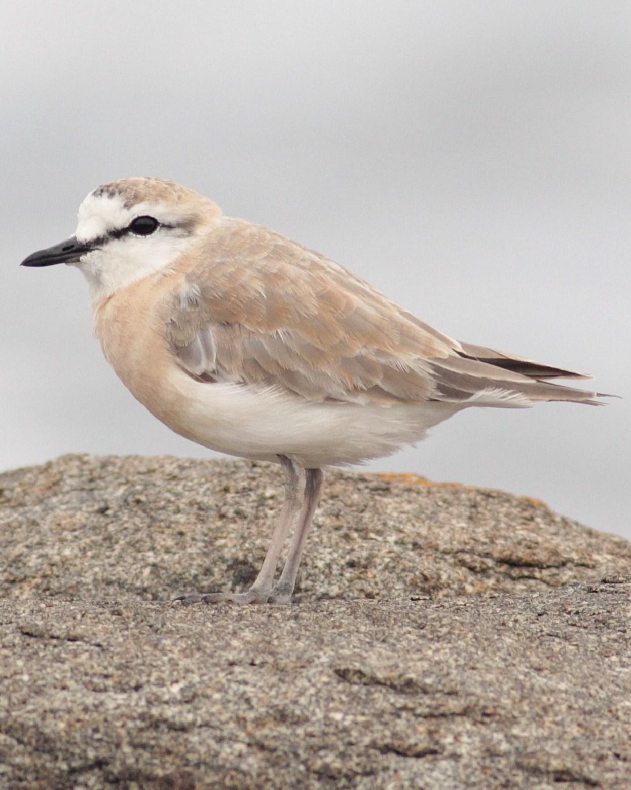 White-fronted Plover Photo by Alex Lamoreaux