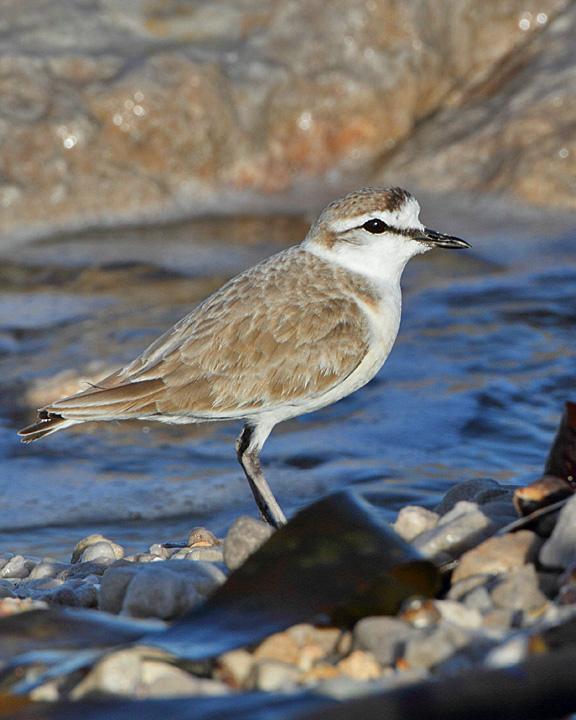 White-fronted Plover Photo by Jack Jeffrey