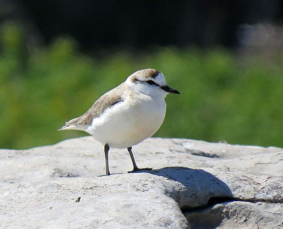 White-fronted Plover Photo by Peter Boesman