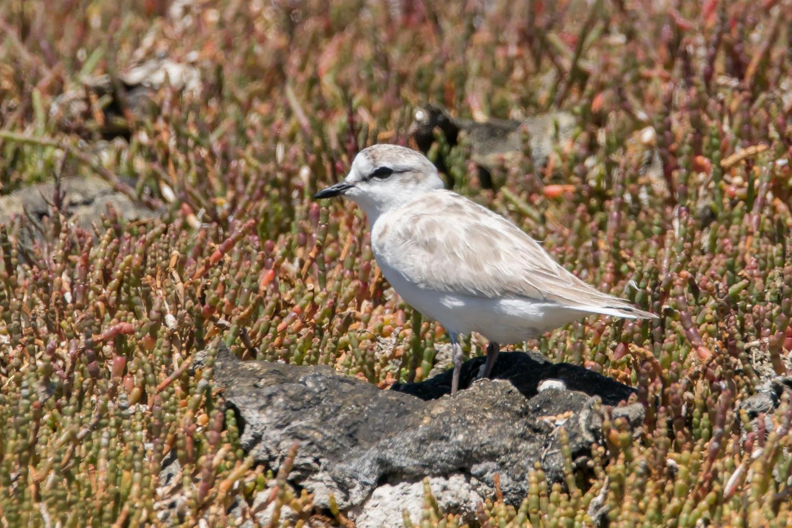 White-fronted Plover Photo by Gerald Hoekstra