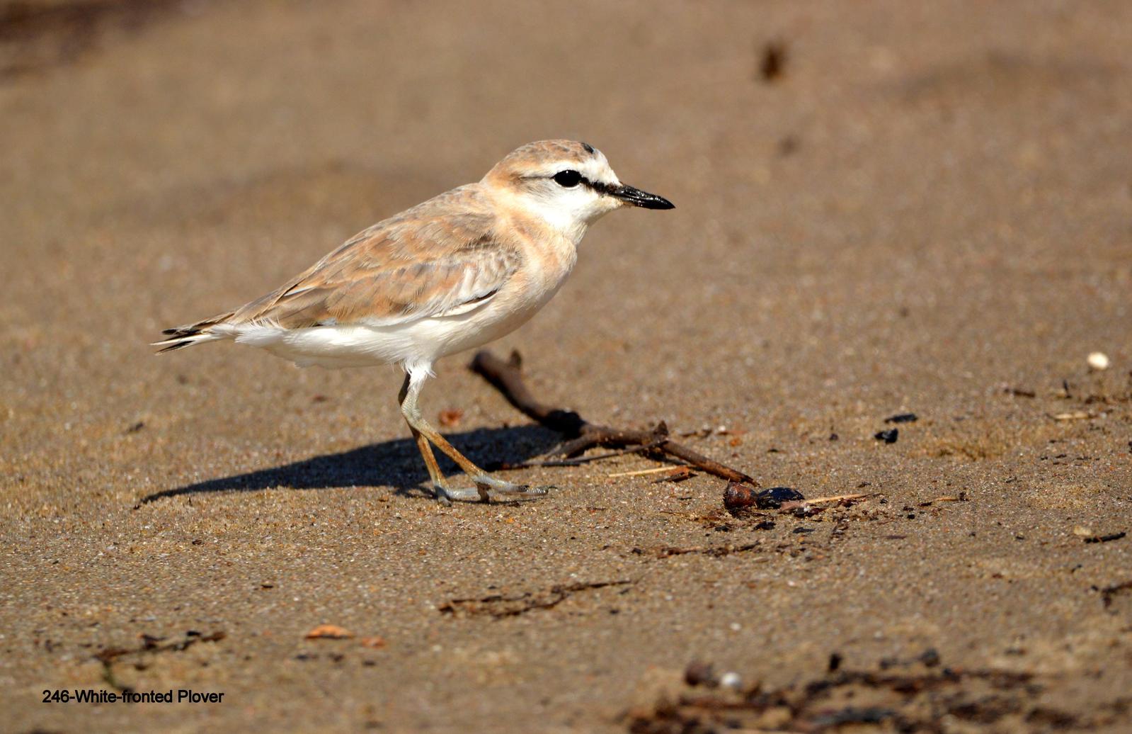 White-fronted Plover Photo by Richard  Lowe