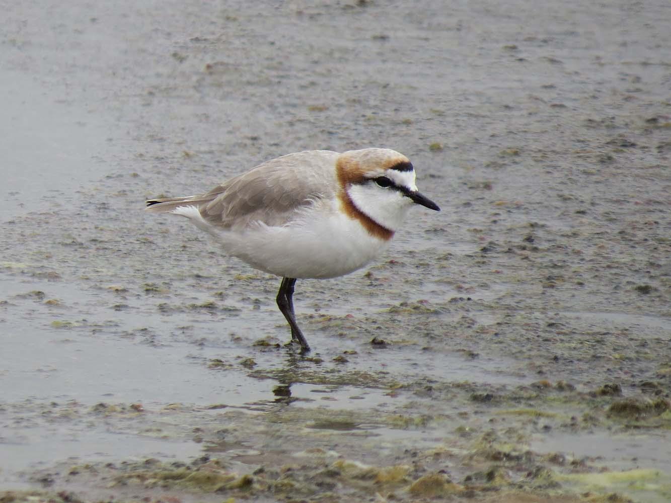 Chestnut-banded Plover Photo by Peter Boesman