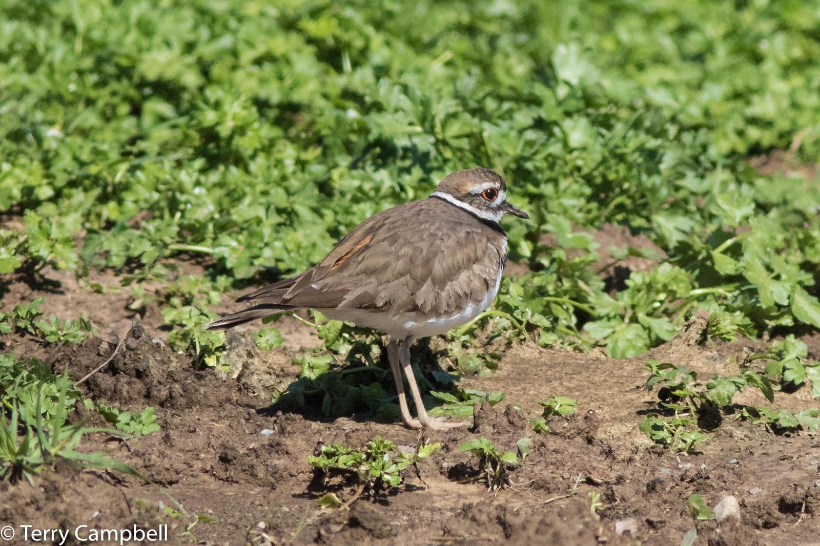 Killdeer Photo by Terry Campbell