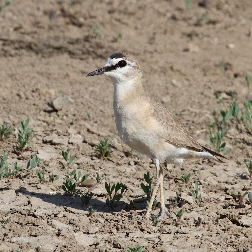 Mountain Plover Photo by Ed Harper