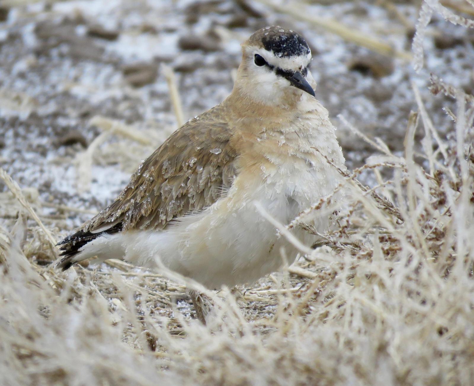 Mountain Plover Photo by Don Glasco