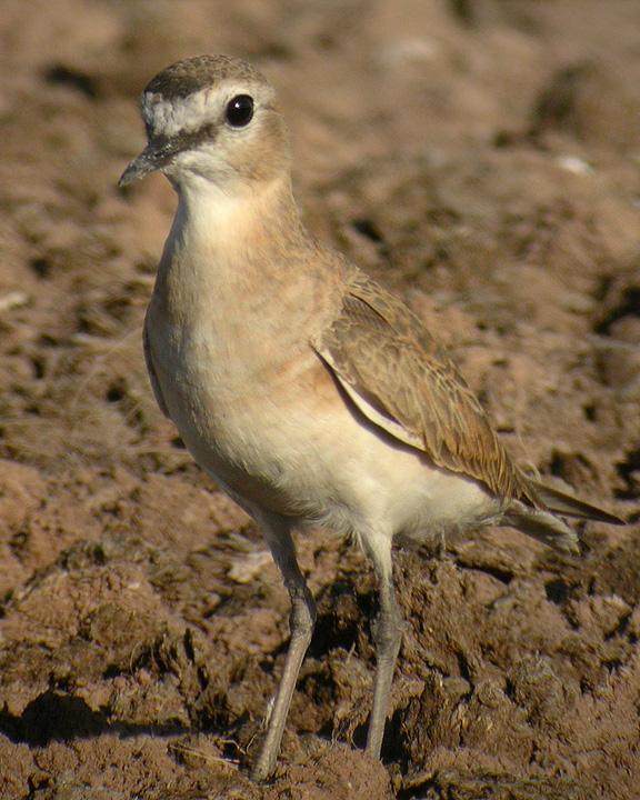 Mountain Plover Photo by Mat Gilfedder