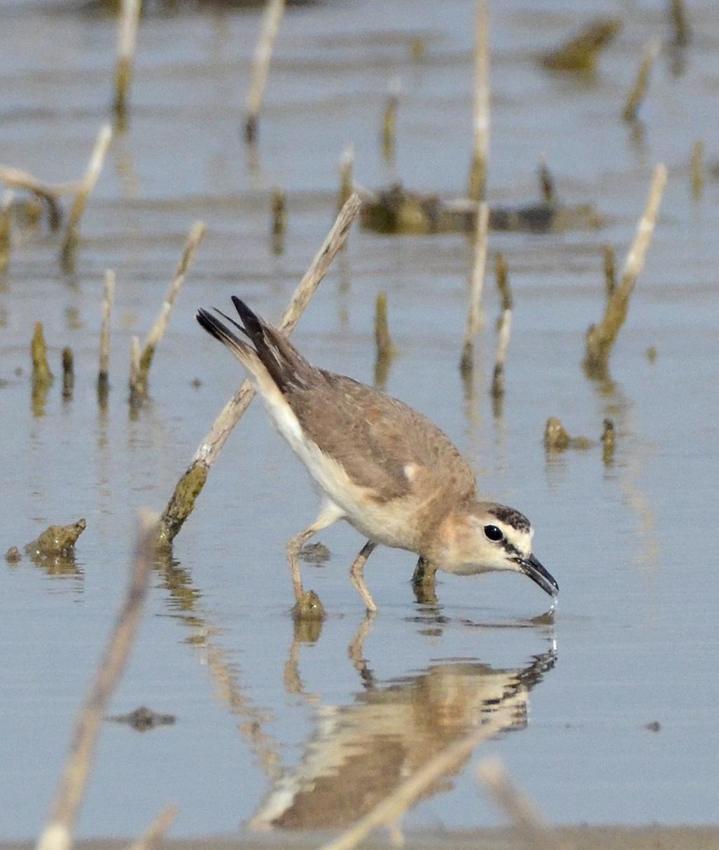 Mountain Plover Photo by Steven Mlodinow
