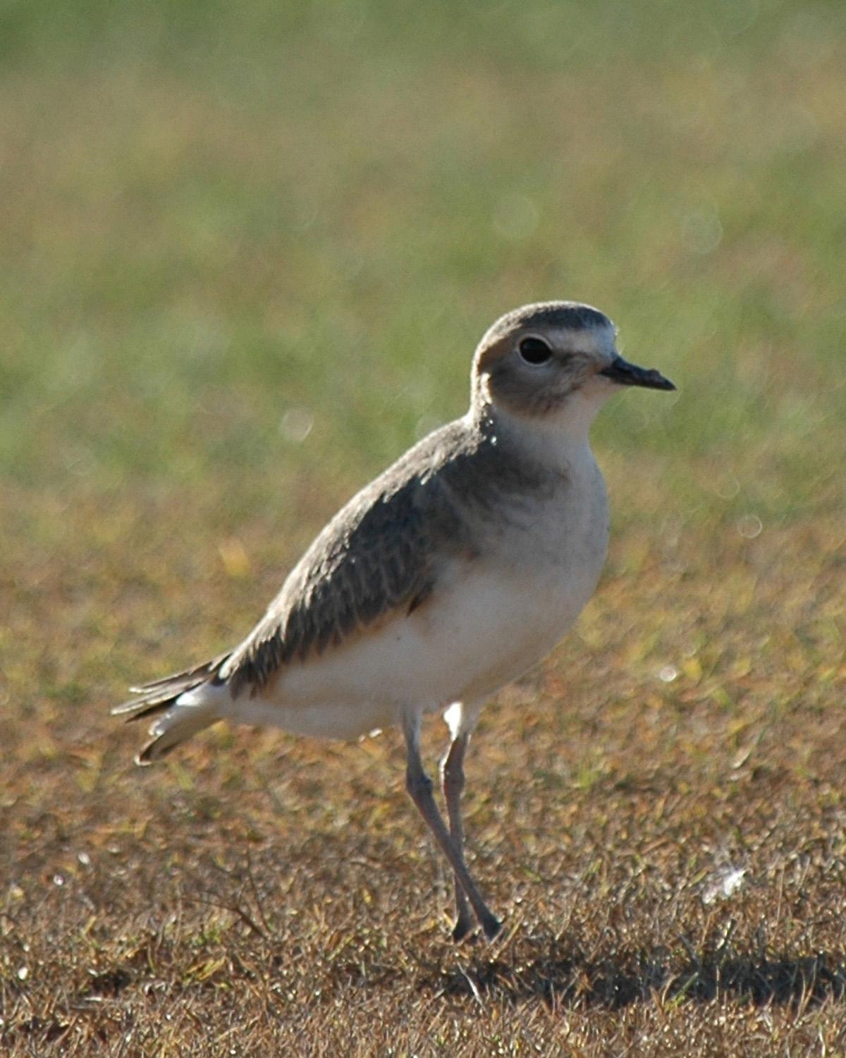 Mountain Plover Photo by Magill Weber