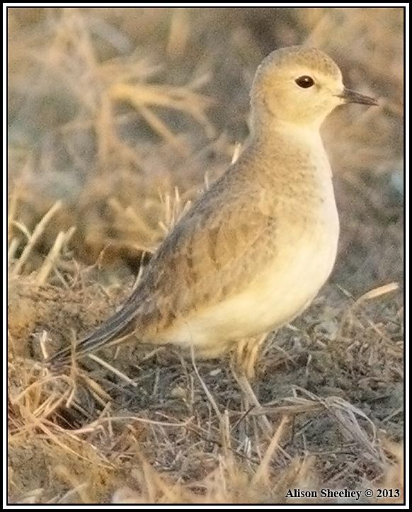 Mountain Plover Photo by Alison Sheehey