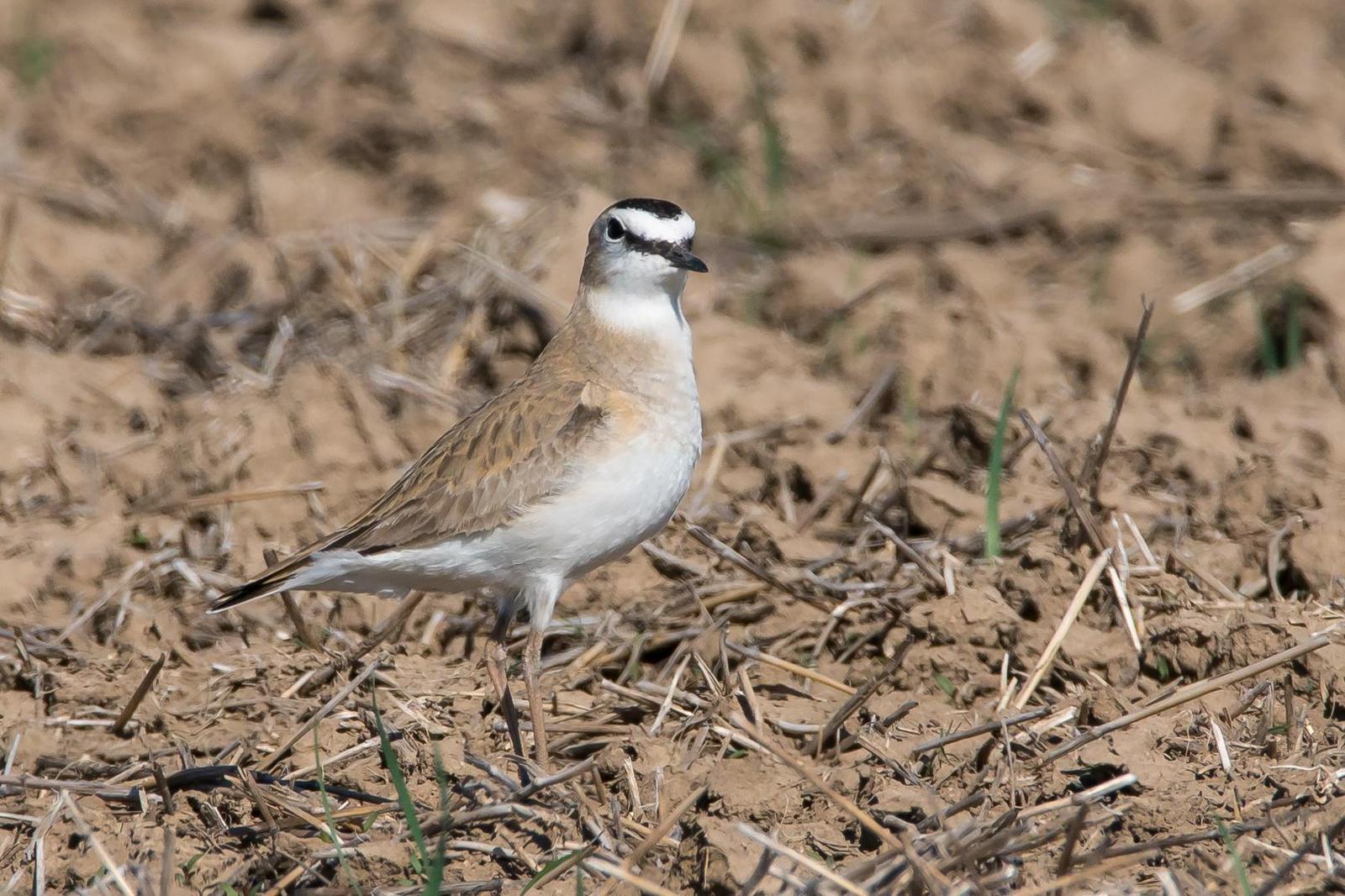 Mountain Plover Photo by Gerald Hoekstra