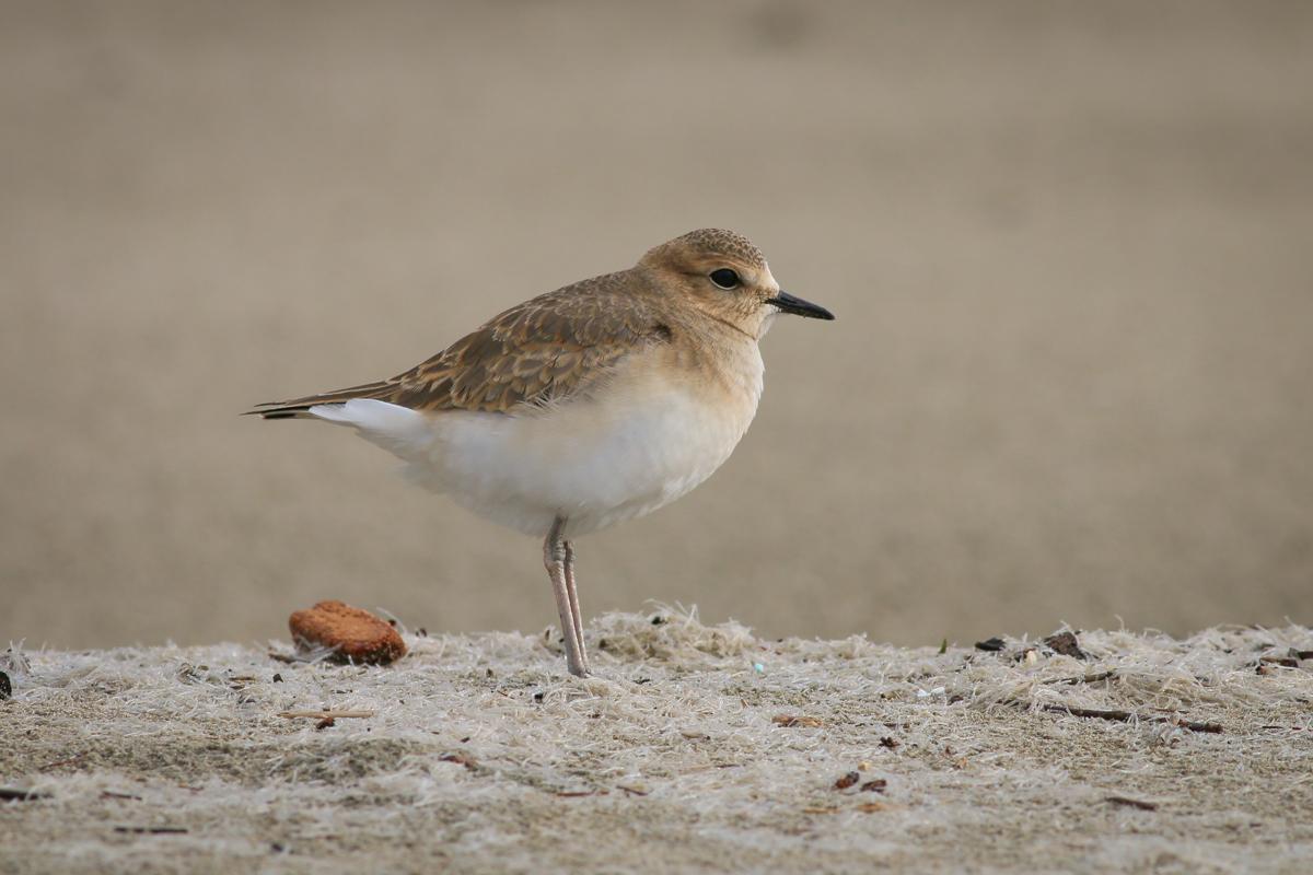 Mountain Plover Photo by Skip Russell