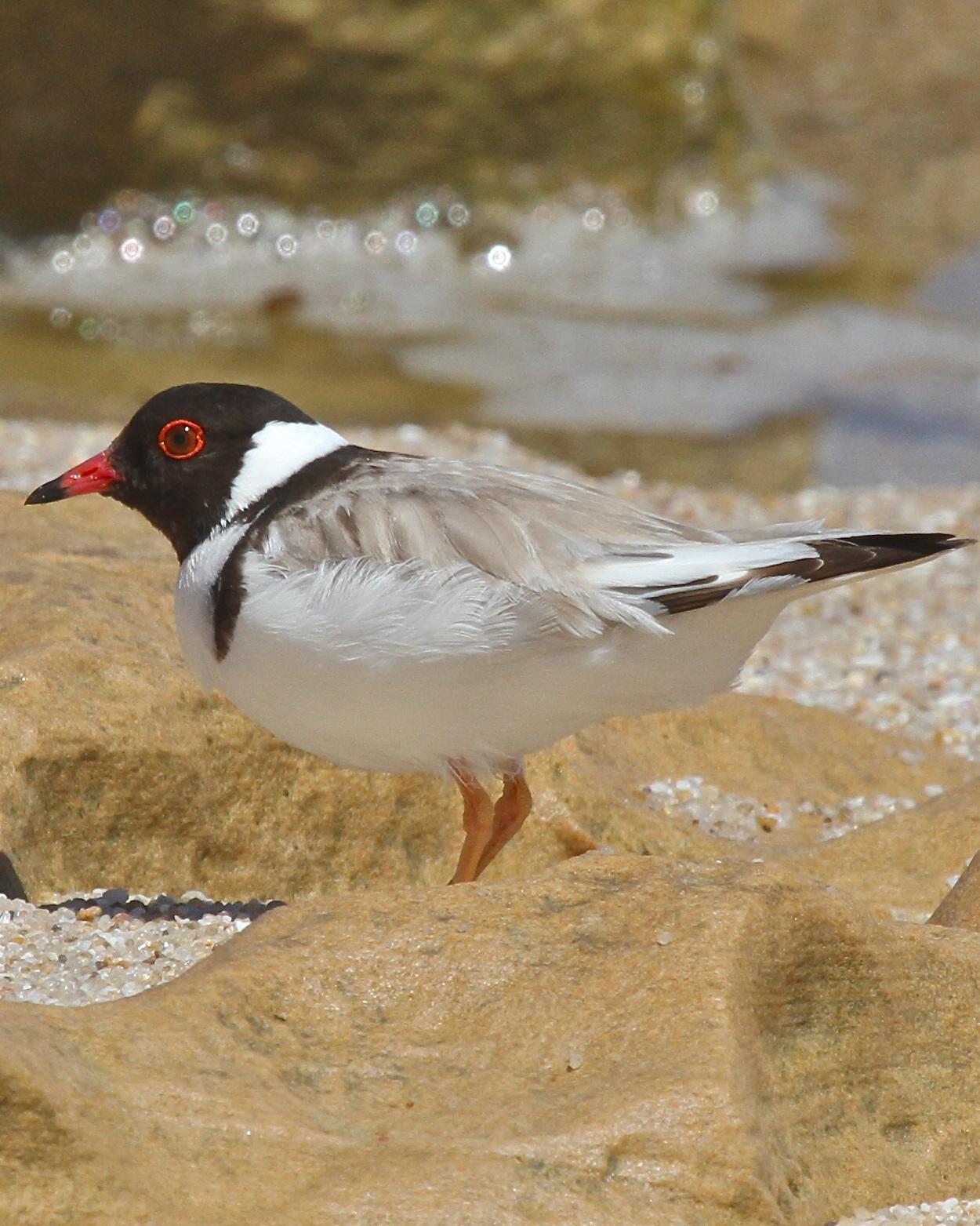 Hooded Plover Photo by R. Bruce Richardson