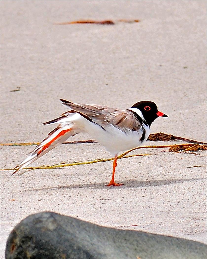 Hooded Plover Photo by Gerald Friesen