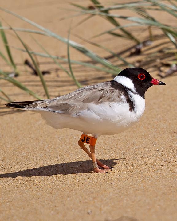 Hooded Plover Photo by Mat Gilfedder