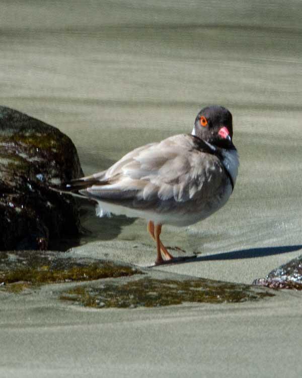 Hooded Plover Photo by Bob Hasenick
