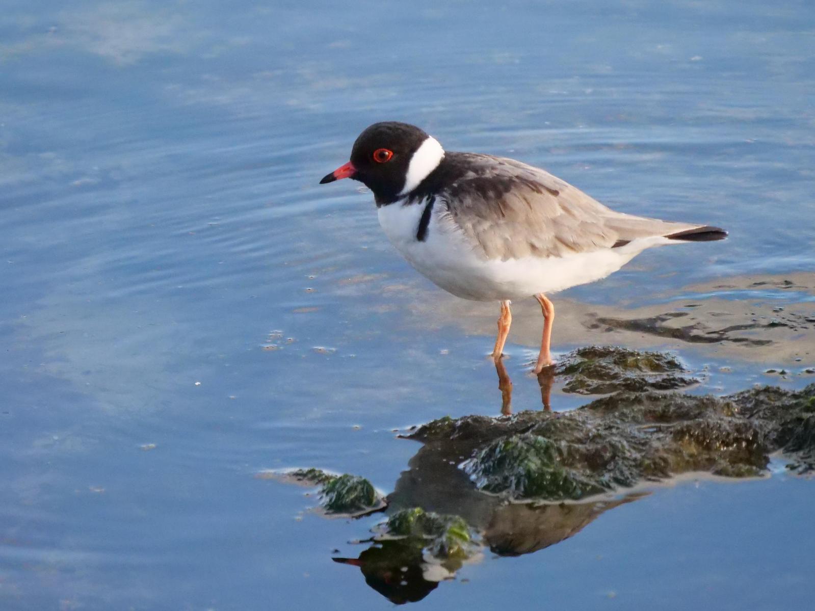 Hooded Plover Photo by Peter Lowe