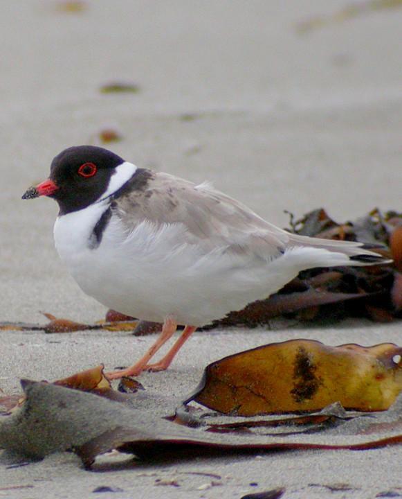 Hooded Plover Photo by Mat Gilfedder