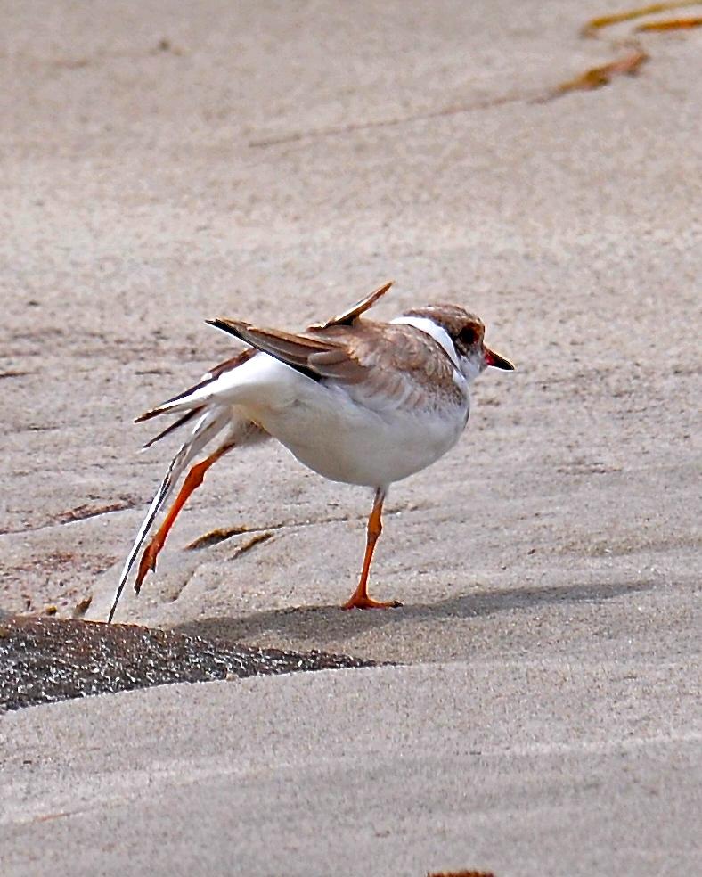 Hooded Plover Photo by Gerald Friesen
