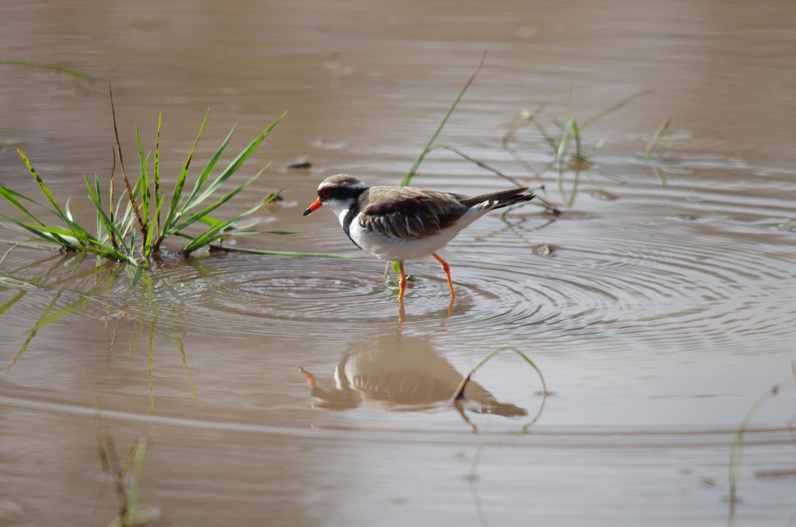 Black-fronted Dotterel Photo by Richard Lund