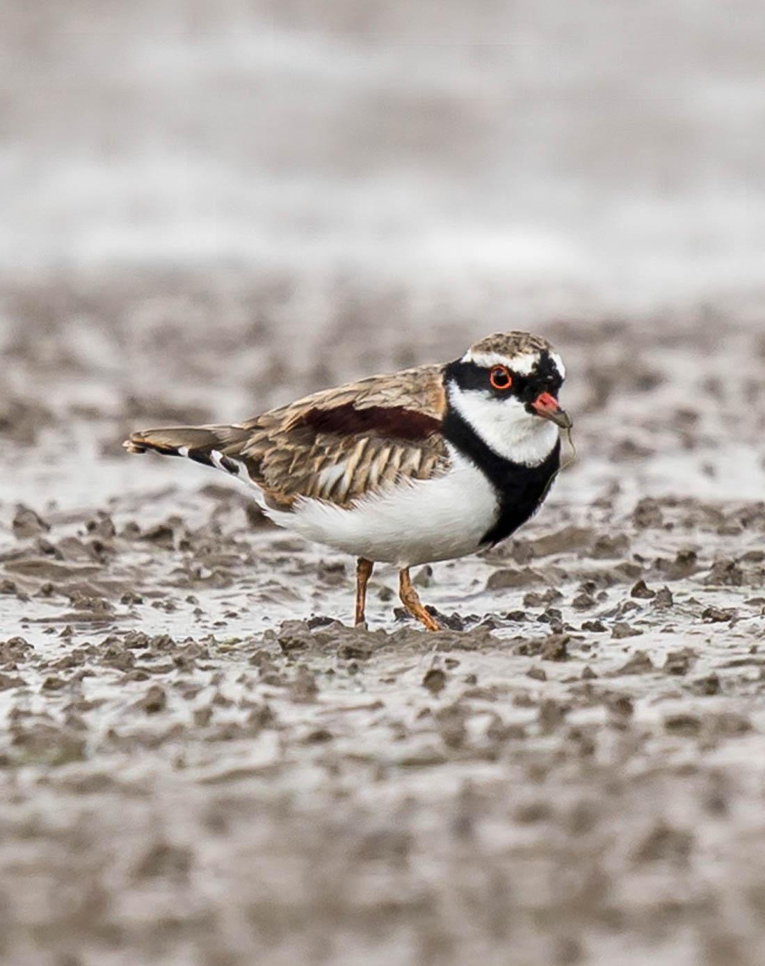 Black-fronted Dotterel Photo by Roger Williams