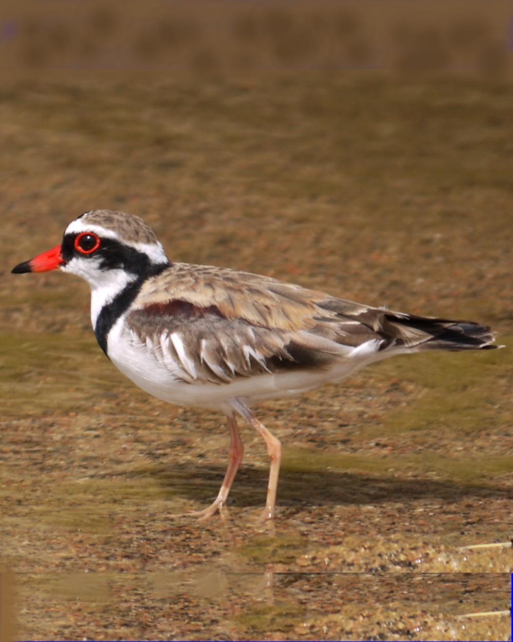 Black-fronted Dotterel Photo by Peter Lowe