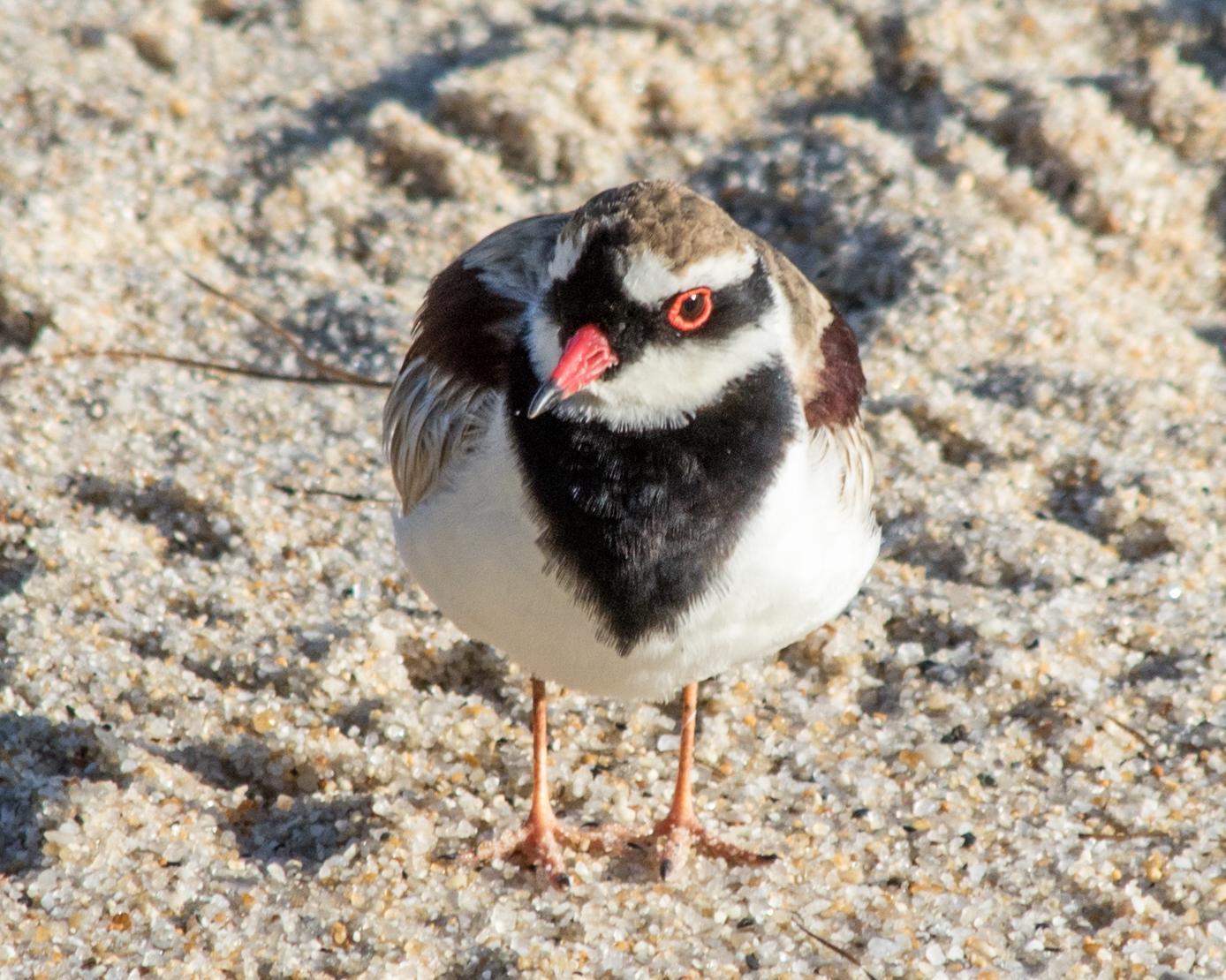 Black-fronted Dotterel Photo by Mark Baldwin