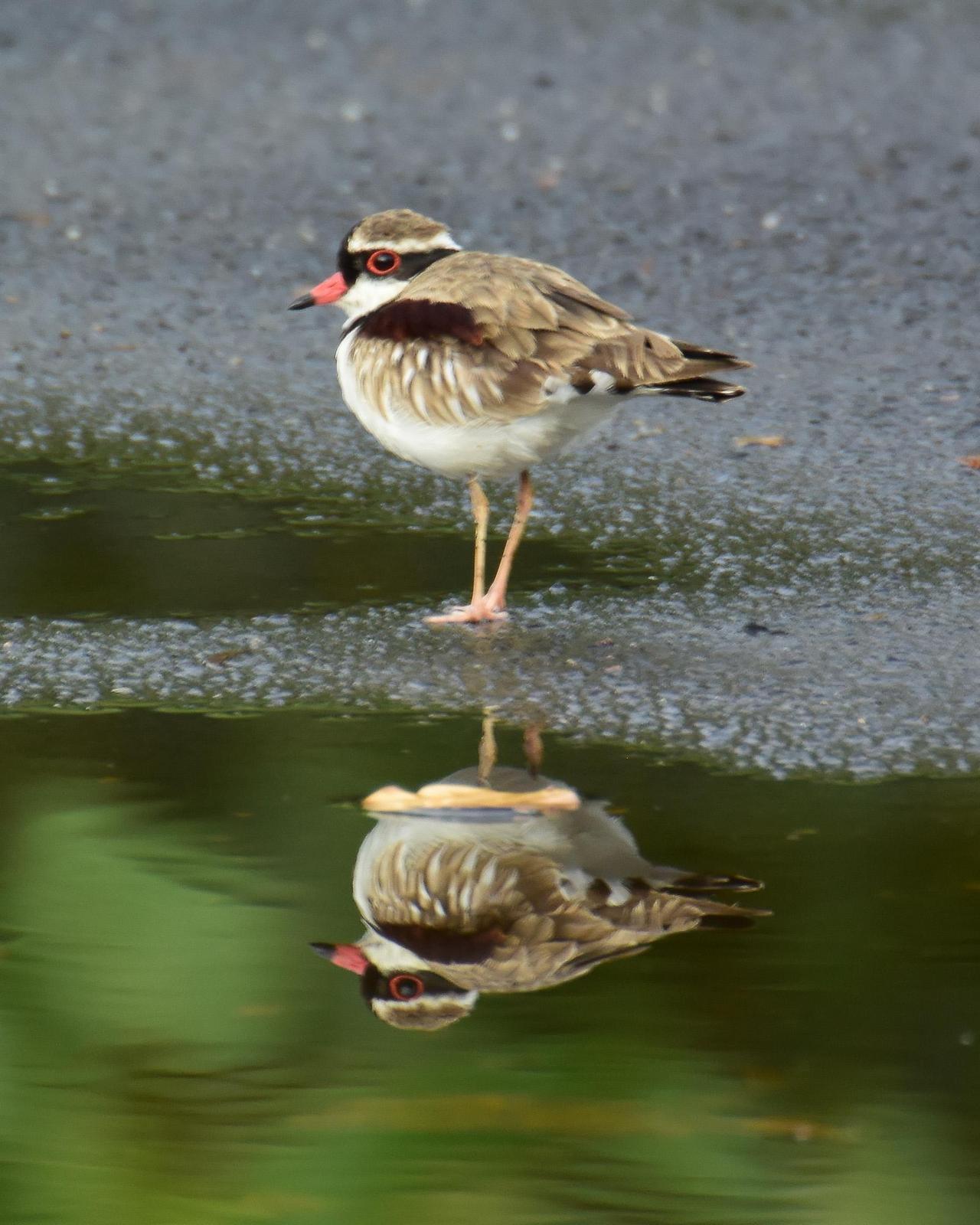 Black-fronted Dotterel Photo by Emily Percival