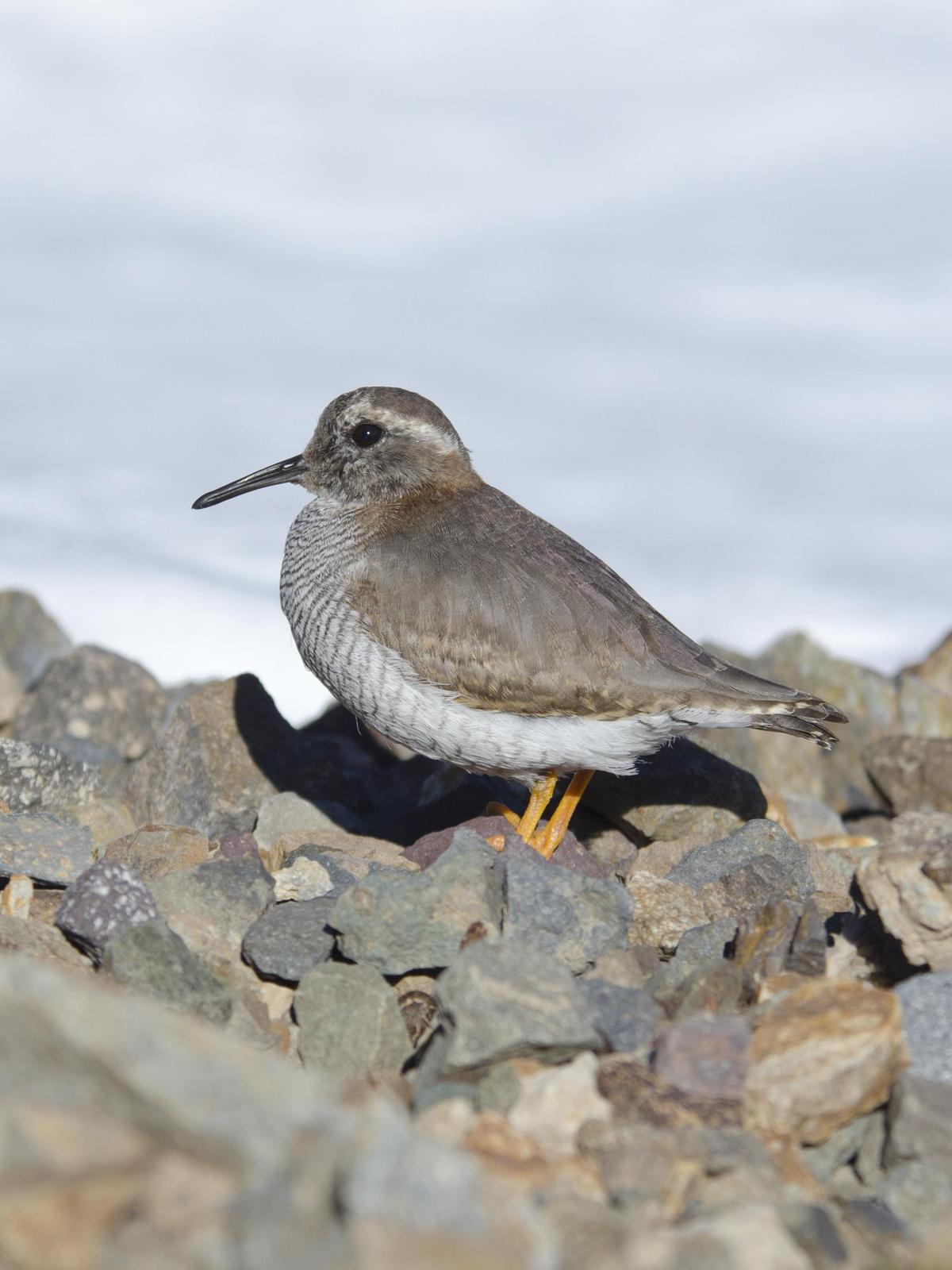 Diademed Sandpiper-Plover Photo by Cristian  Pinto