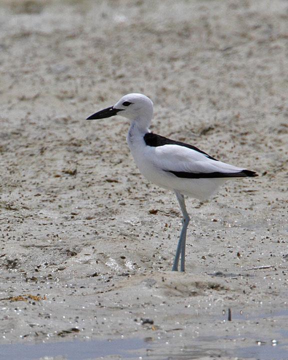 Crab-Plover Photo by Jack Jeffrey