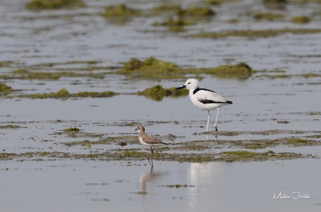 Crab-Plover Photo by Mihir Joshi