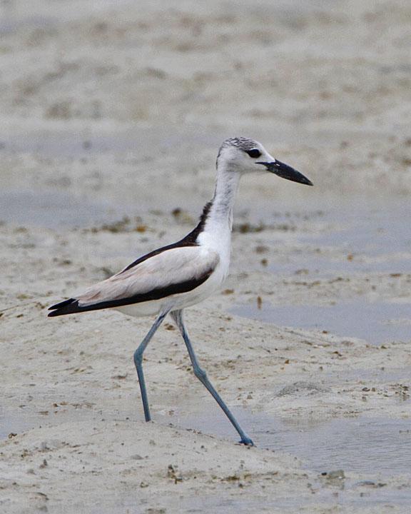 Crab-Plover Photo by Jack Jeffrey