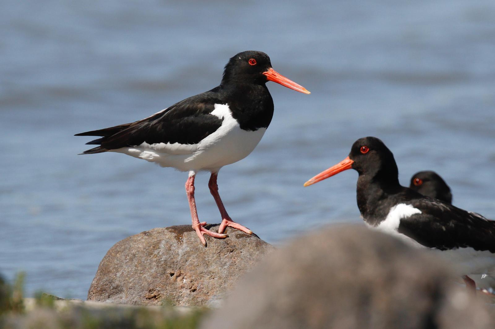 Eurasian Oystercatcher Photo by Emily Willoughby