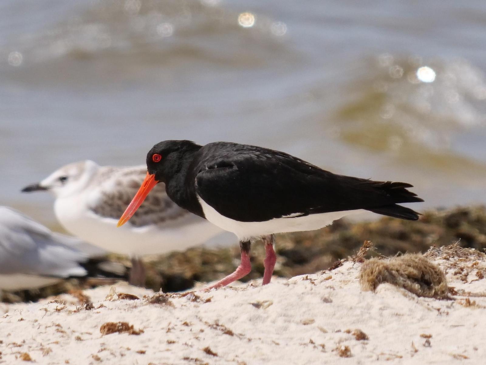 Pied Oystercatcher Photo by Peter Lowe