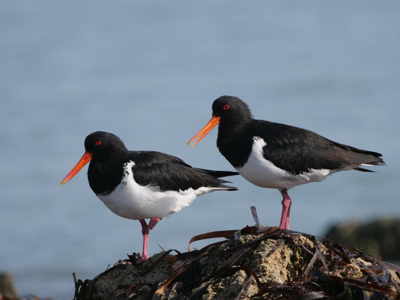 Pied Oystercatcher Photo by Peter Lowe