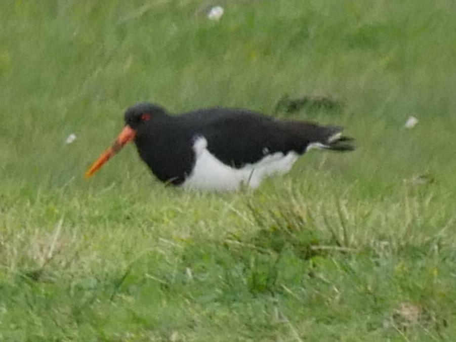 South Island Oystercatcher Photo by Peter Lowe