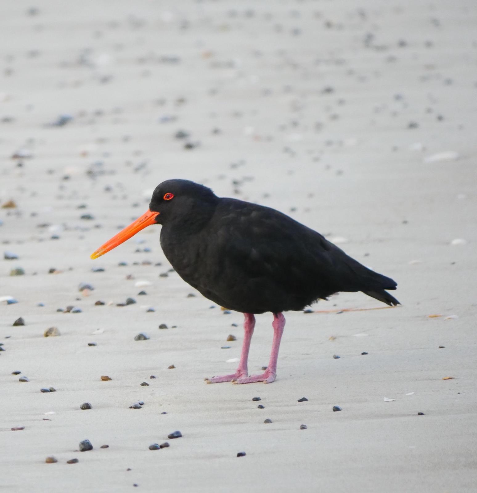 Variable Oystercatcher Photo by Peter Lowe