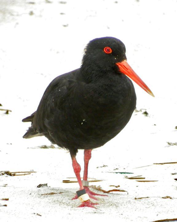 Variable Oystercatcher Photo by Mat Gilfedder