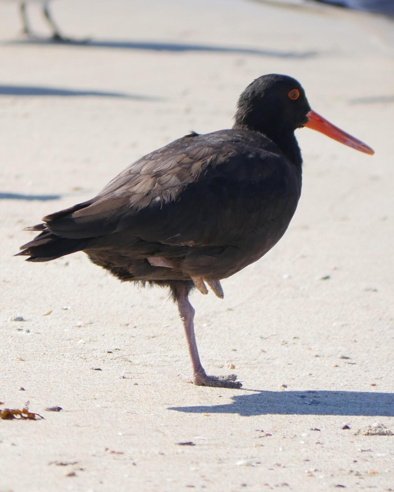 Sooty Oystercatcher Photo by Peter Lowe
