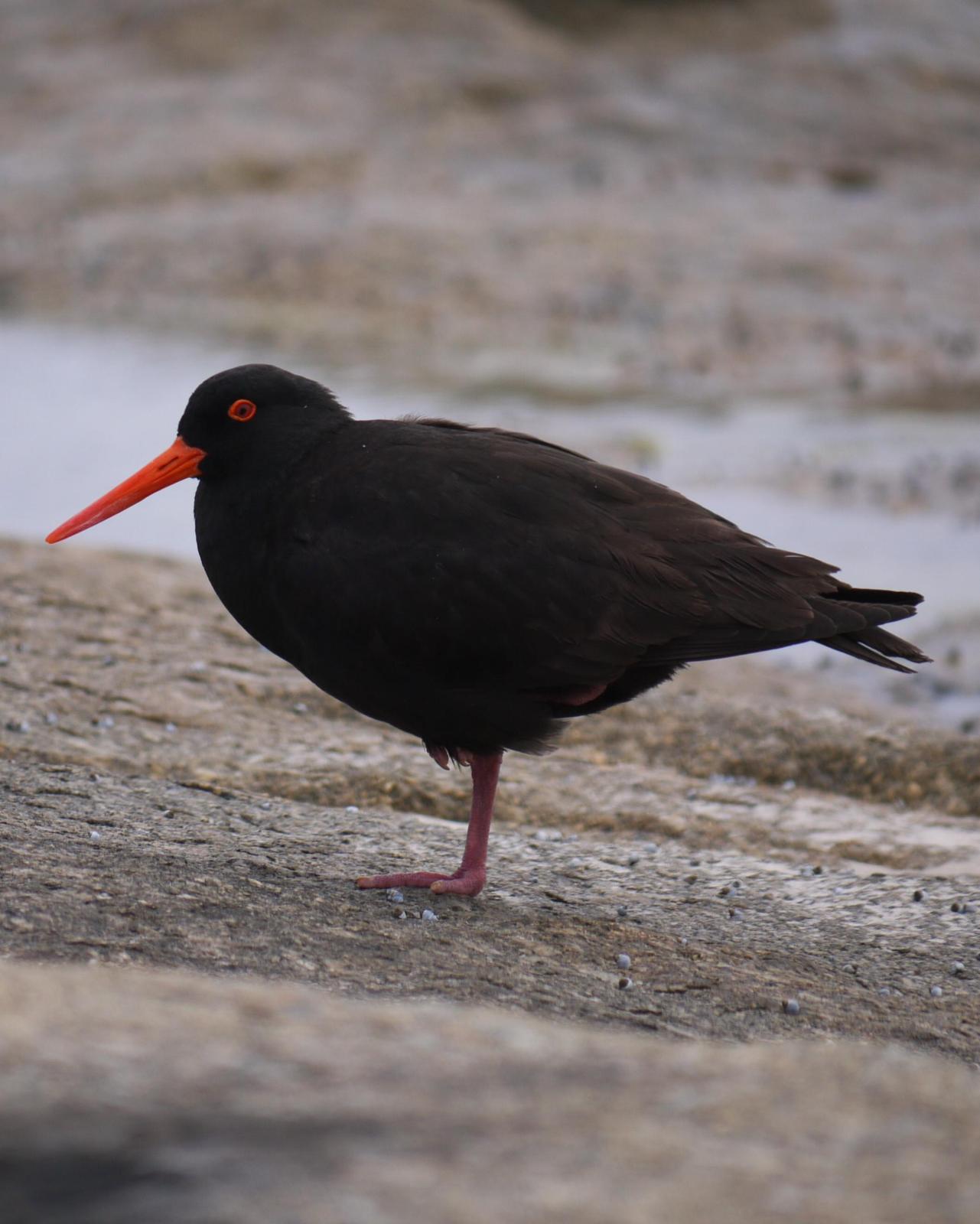 Sooty Oystercatcher Photo by Peter Lowe